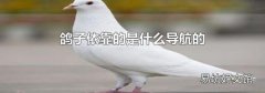 鸽子依靠的是什么导航的