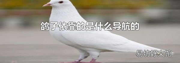 鸽子依靠的是什么导航的