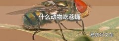 什么动物吃苍蝇
