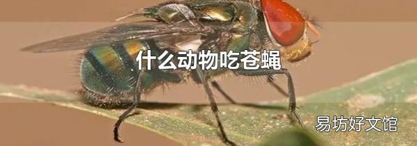 什么动物吃苍蝇