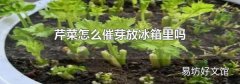 芹菜怎么催芽放冰箱里吗