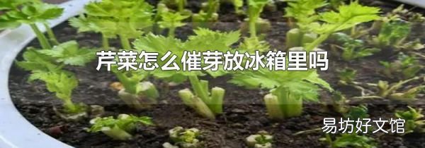 芹菜怎么催芽放冰箱里嗎