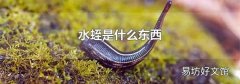 水蛭是什么东西