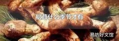 松茸什么季节才有