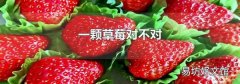一颗草莓对不对