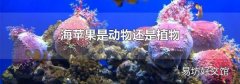 海苹果是动物还是植物