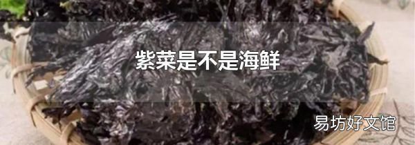 紫菜是不是海鲜