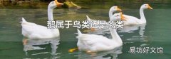 鹅属于鸟类还是禽类