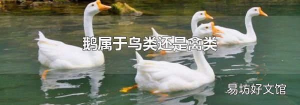 鹅属于鸟类还是禽类