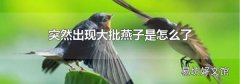 突然出现大批燕子是怎么了