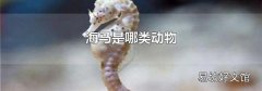 海马是哪类动物