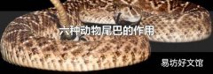 六种动物尾巴的作用