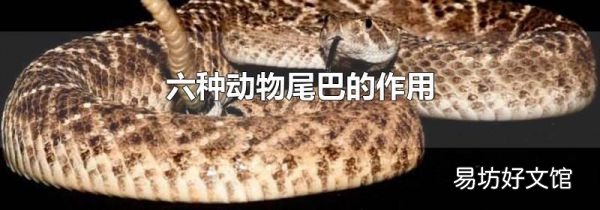 六種動(dòng)物尾巴的作用