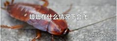 蟑螂在什么情况下会飞
