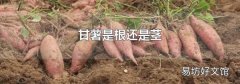 甘薯是根还是茎