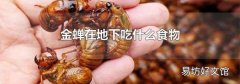 金蝉在地下吃什么食物