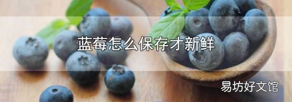 藍(lán)莓怎么保存才新鮮