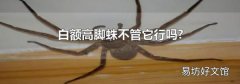 白额高脚蛛不管它行吗?
