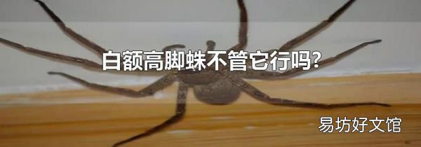 白额高脚蛛不管它行吗?