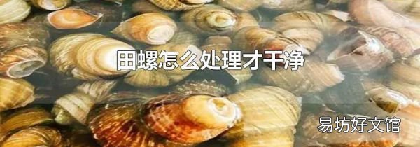 田螺怎么處理才干凈