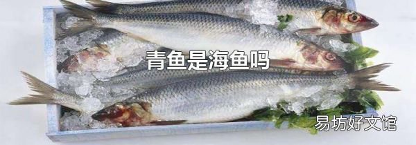 青魚是海魚嗎