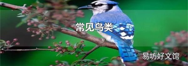 常见鸟类