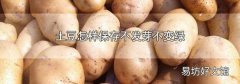 土豆怎样保存不发芽不变绿
