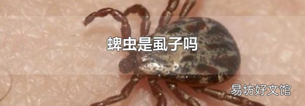 蜱虫是虱子吗