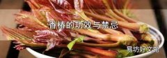 香椿的功效与禁忌