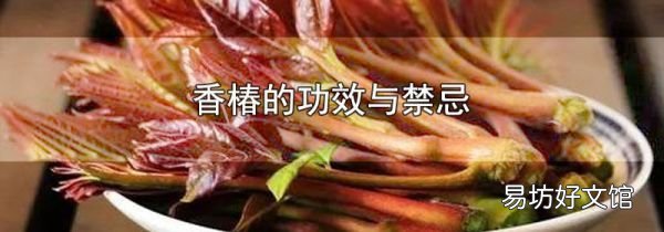 香椿的功效与禁忌