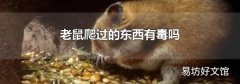 老鼠爬过的东西有毒吗