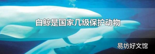 白鲸是国家几级保护动物