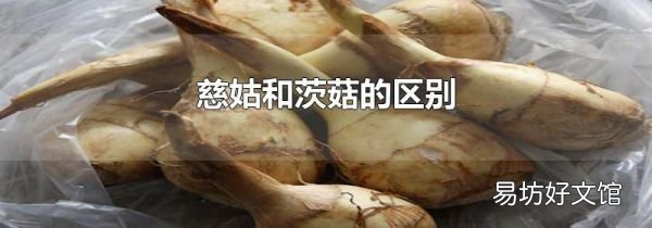 慈姑和茨菇的区别