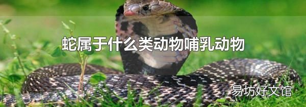 蛇属于什么类动物哺乳动物