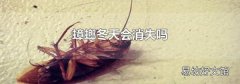 蟑螂冬天会消失吗