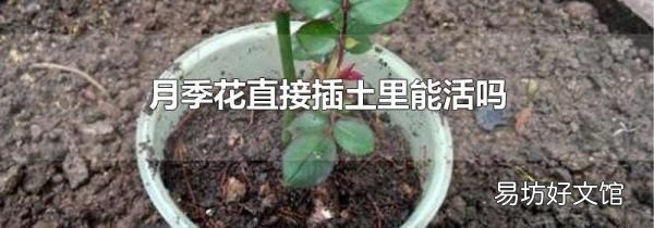 月季花直接插土里能活吗
