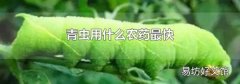 青虫用什么农药最快