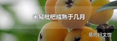 米易枇杷成熟于几月