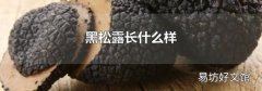 黑松露长什么样