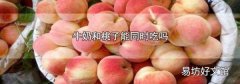牛奶和桃子能同时吃吗