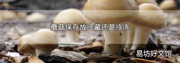 蘑菇保存放冷藏还是冷冻