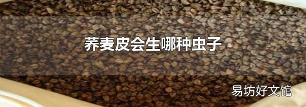 荞麦皮会生哪种虫子