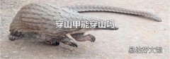 穿山甲能穿山吗