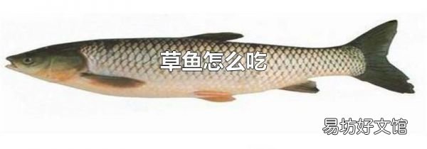 草鱼怎么吃
