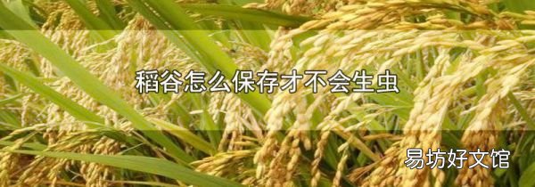 稻谷怎么保存才不会生虫