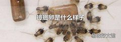 蟑螂卵是什么样子