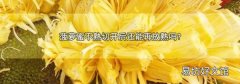 菠萝蜜不熟切开后还能再放熟吗?