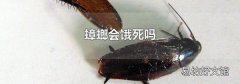 蟑螂会饿死吗