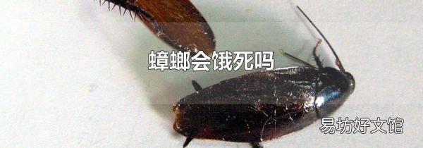 蟑螂会饿死吗