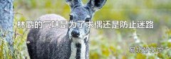 林麝的气味是为了求偶还是防止迷路
